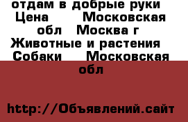 отдам в добрые руки › Цена ­ 1 - Московская обл., Москва г. Животные и растения » Собаки   . Московская обл.